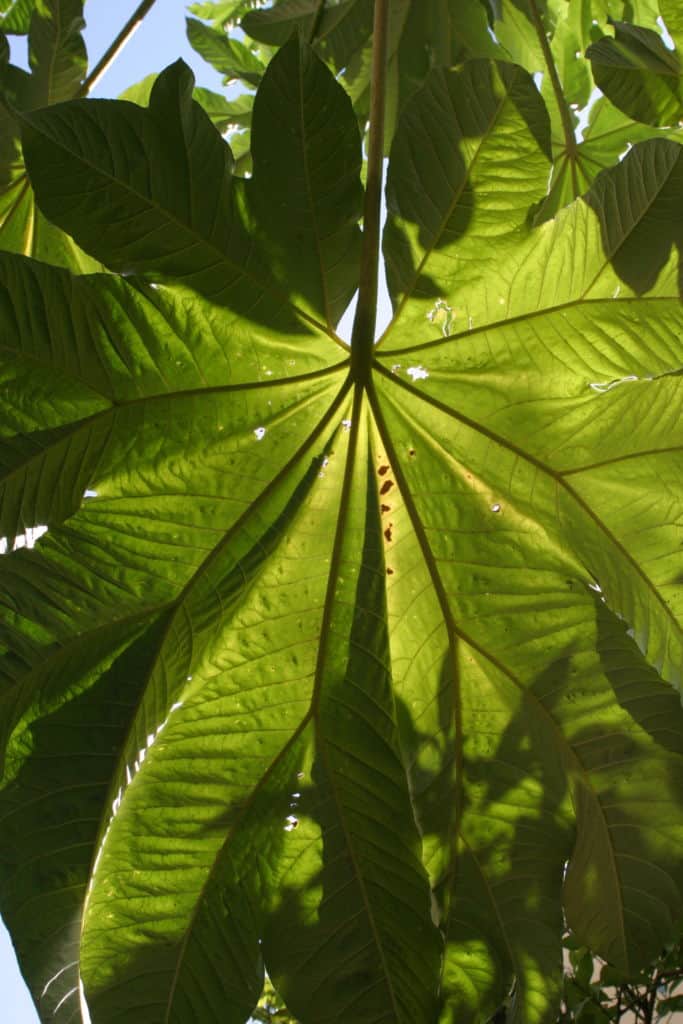 Close up of sun shinding through large green leaf
